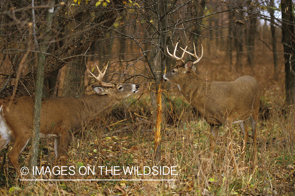 Whitetailed deer in rubbing.