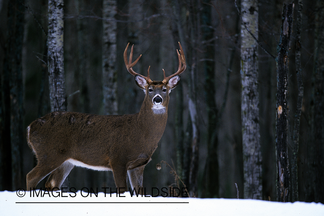 White-tailed deer in habitat