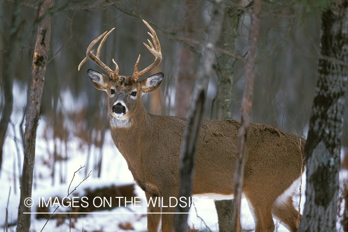 Whitetailed deer in habitat.