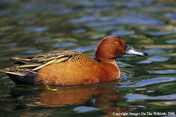 Cinnamon Teal Duck