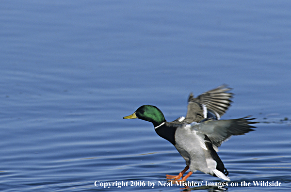 Mallard drake landing on water.