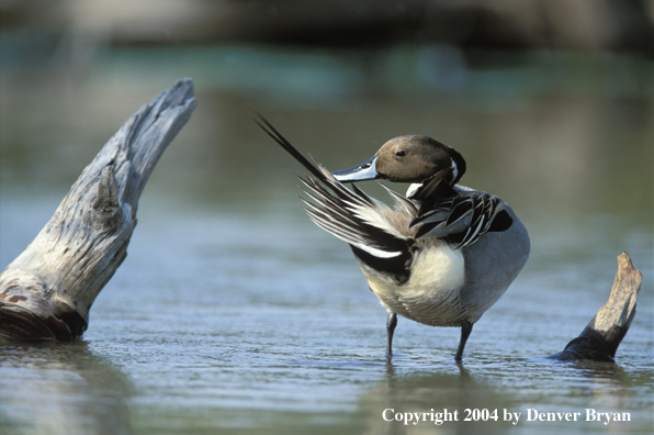 Pintail drake preening