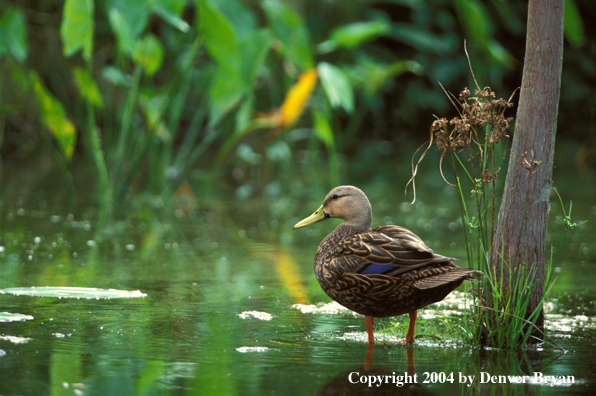 Mottled duck standing in water