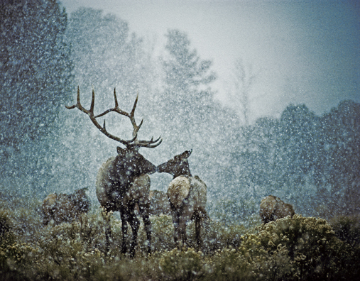 Bull elk and herd in snowstorm.