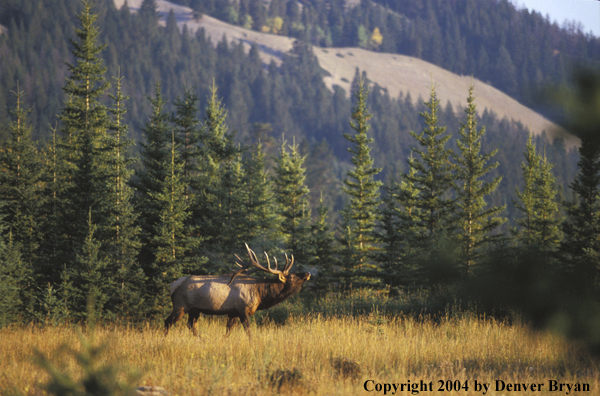 Bull elk bugling