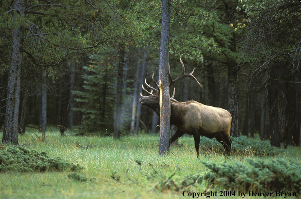 Bull elk rubbing