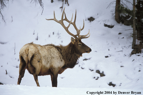 Bull elk in habitat.