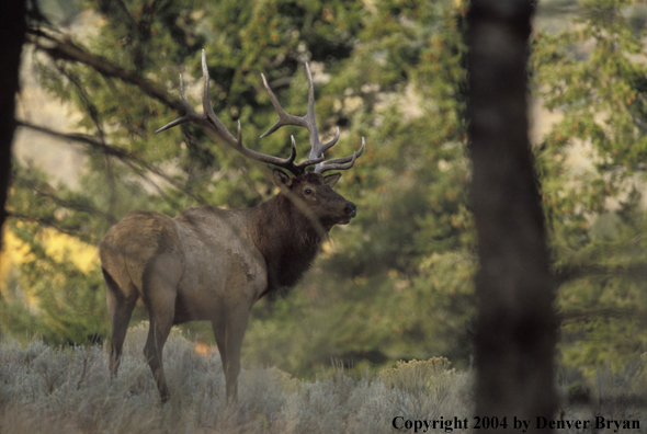 Bull elk in habitat.