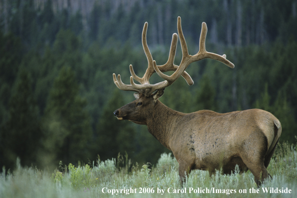 Rocky Mountain bull elk in the velvet.