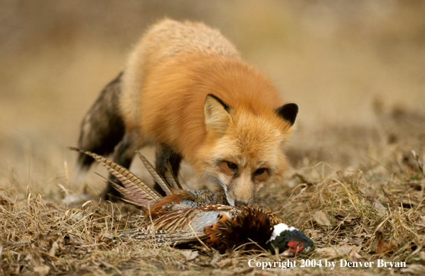 Red fox with pheasant.