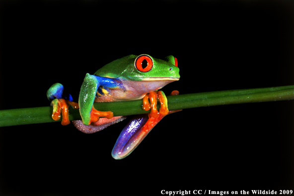 Red Eye Tree Frog