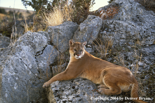 Mountain lion in habitat