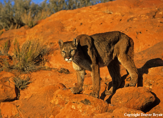 Mountain lion in habitat