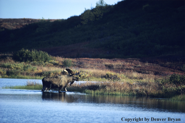 Alaskan moose wading across pond on tundra