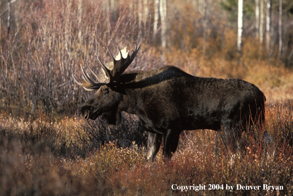 Bull moose in habitat.