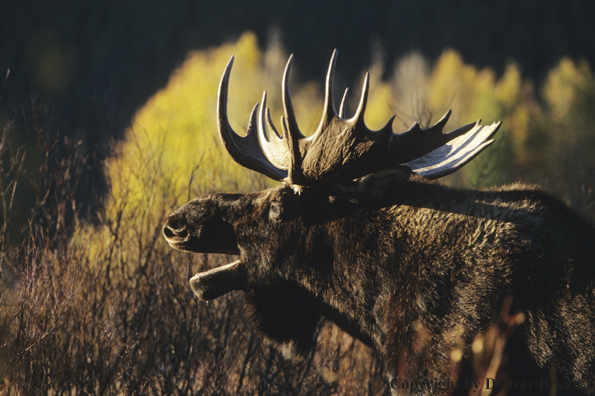 Shiras bull moose calling in field.