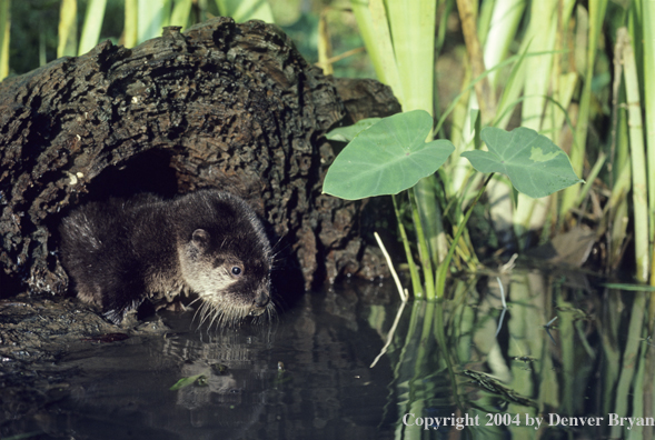 River otter pup emerging from cover in spring marsh.