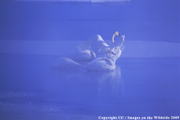 Trumpeter swans in habitat