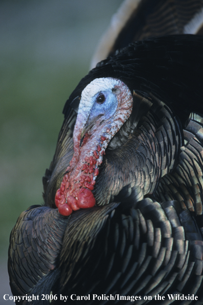 Turkey in habitat.