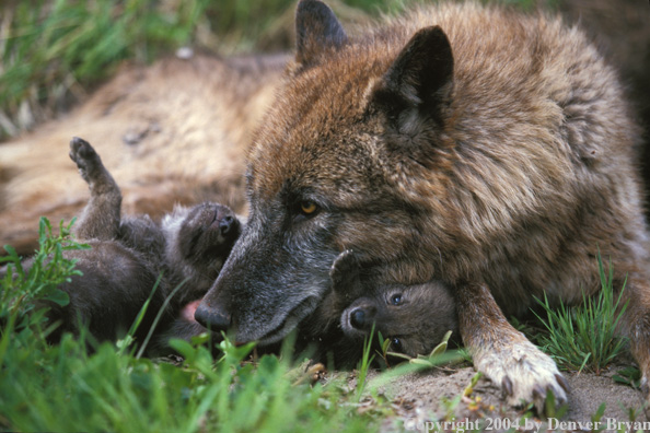Gray wolf with pups.