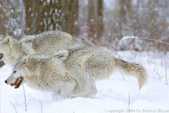 Gray wolves running.