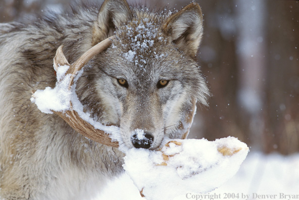 Gray wolf with antler.