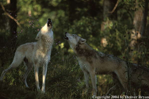Gray wolves howling.