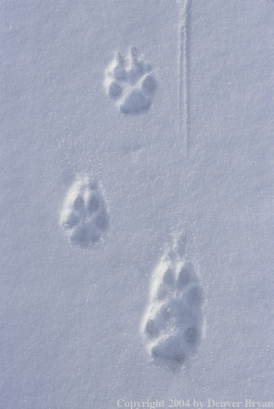 Wolf tracks in snow.