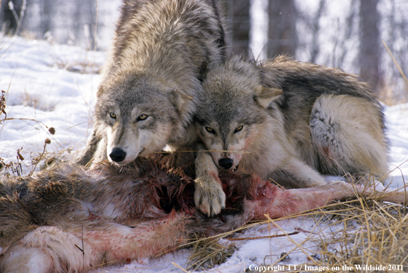 Wolves with kill