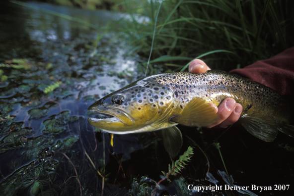 Brown Trout.