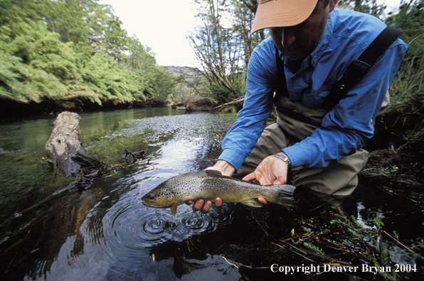 Brown Trout.