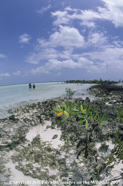 Anglers wading for fish in Bahamas