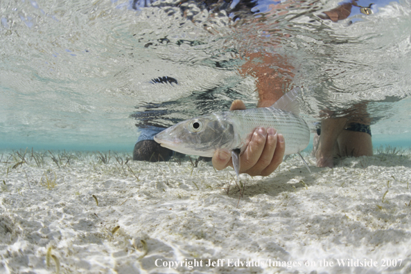 Bonefish underwater