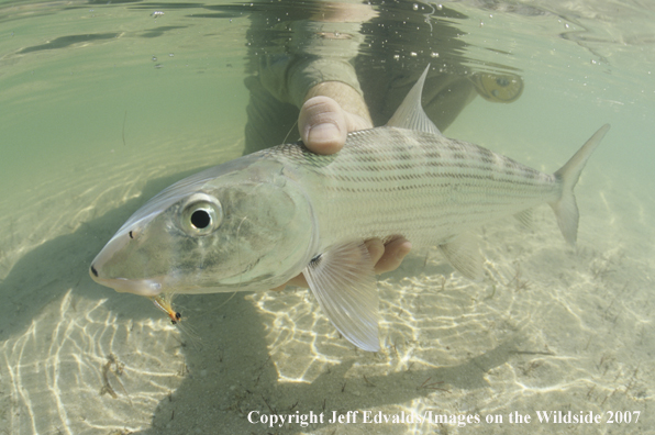 Bonefish underwater