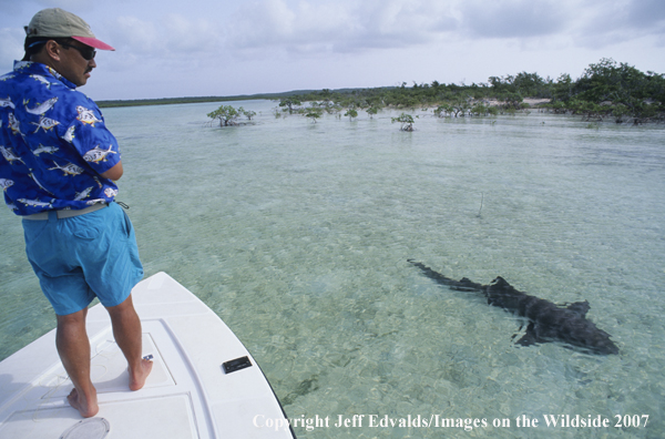 Large nurse shark passes boat while angler watches