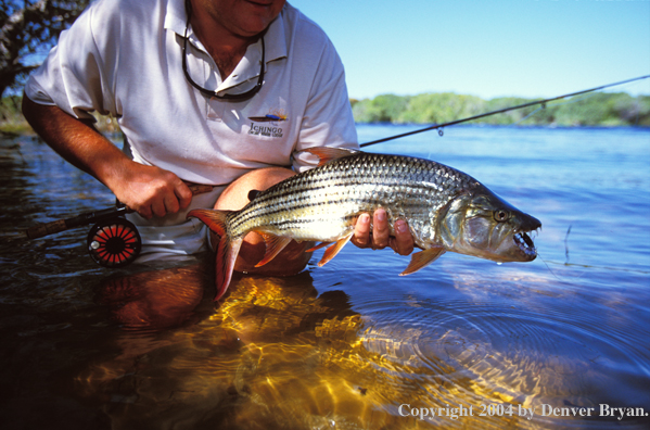 Flyfisherman with tigerfish. 