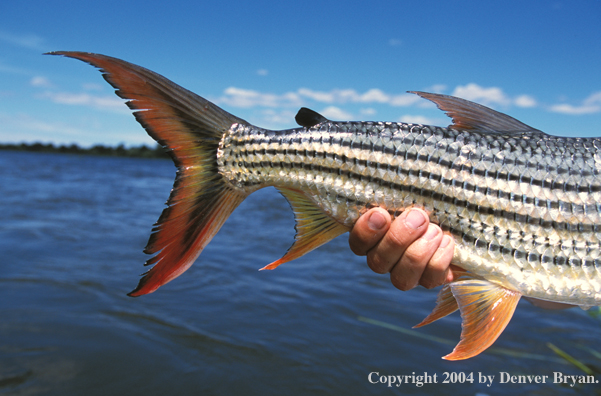 African tigerfish tail.