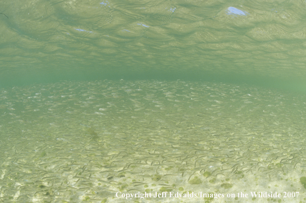 Large school of anchovies