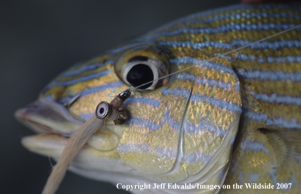 Close-up of blue stripped grunt