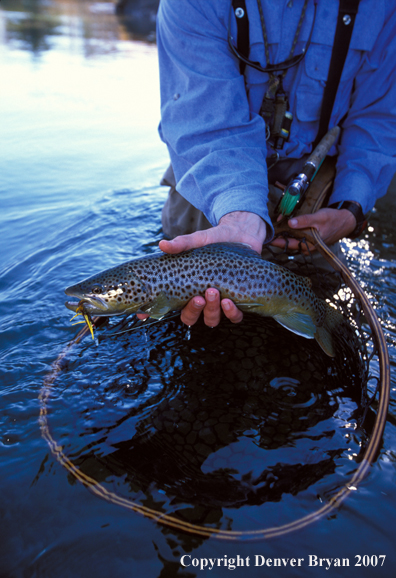 Brown trout on fly.