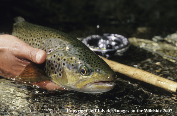 Brown Trout