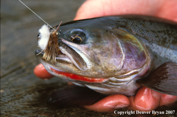 Cutthroat trout on fly.