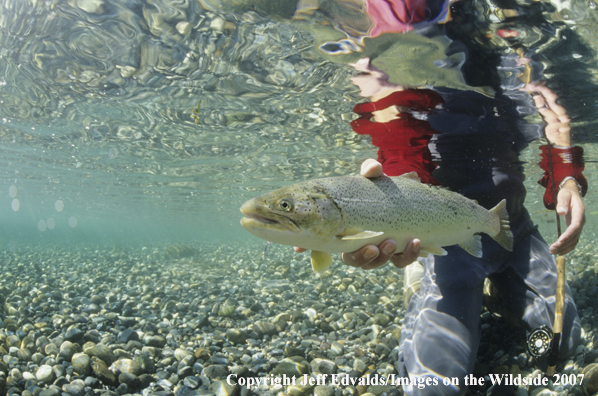 Cutthroat Trout