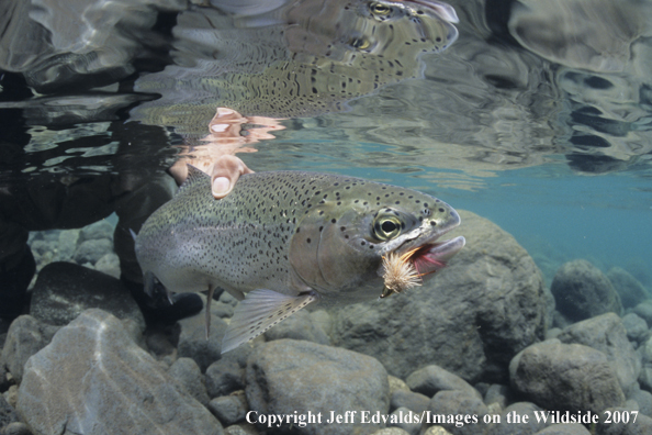 Rainbow Trout