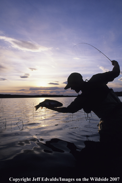 Flyfisherman with a nice Rainbow Trout at sunset