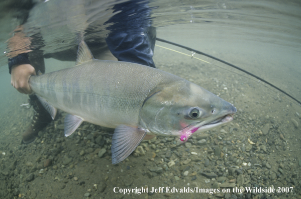 Chum Salmon