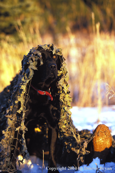 Black Labrador Retriever in blind with hunter.