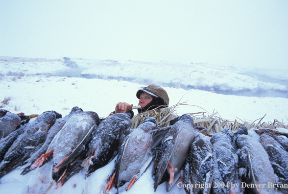 Bagged ducks and waterfowl hunter calling birds.