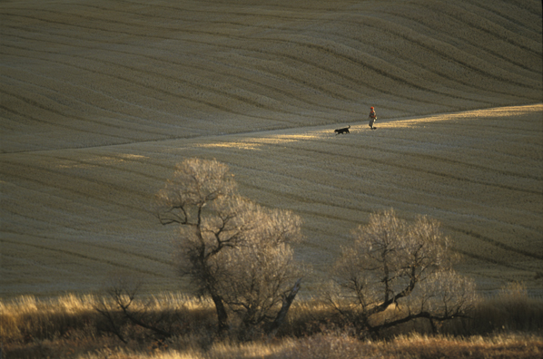 Upland bird hunter with black Labrador Retriever.