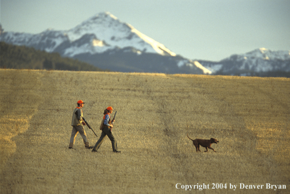 Upland bird hunters with chocolate Labrador Retriever.